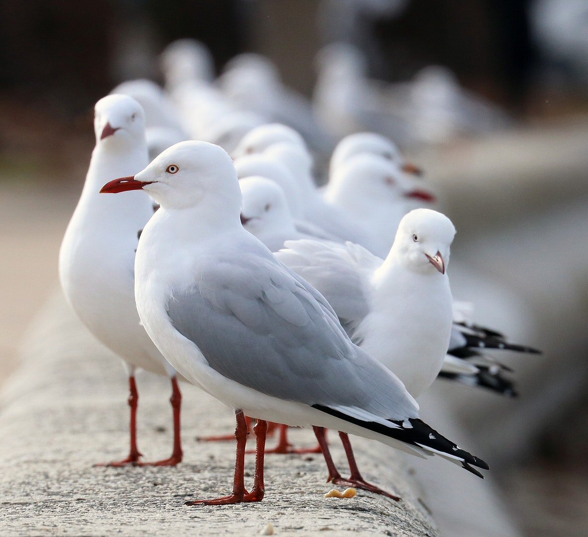 Tasmania's Annual Winter Gull Count results are in for 2021